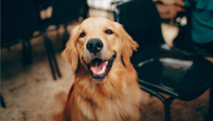 4-curiosidades-sobre-cachorros