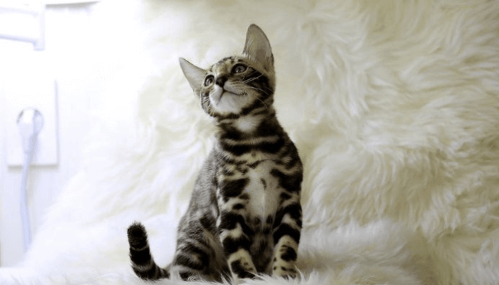 4 motivos para adotar um gato hoje mesmo! 2 4-motivos-para-adotar-um-gato-hoje-mesmo-com-certeza-sera-mais-feliz