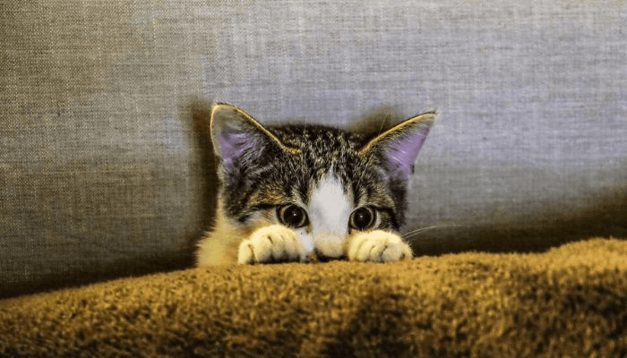 4-motivos-para-adotar-um-gato