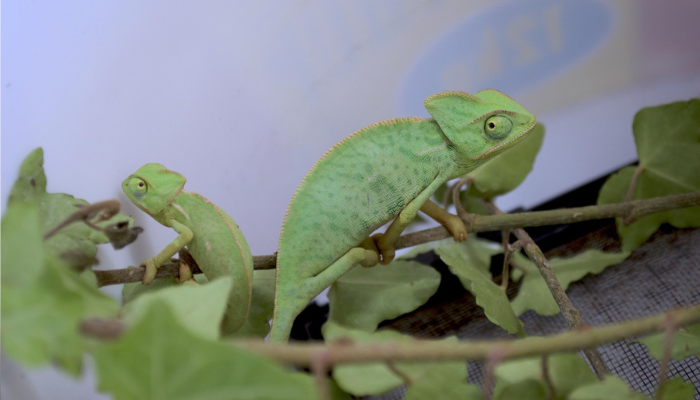 Mitos e Verdades: Camaleões Mudam de Cor Para se Camuflar? 🦎🎨 1 Camaleões-mudam-de-cor
