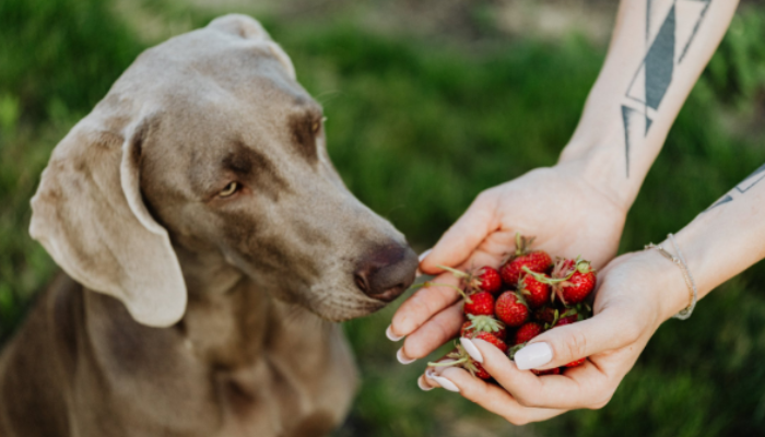 4 curiosidades sobre cachorros que vão te surpreender 2 O-olfato-dos-cães