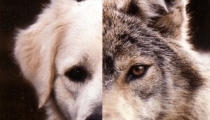 a-origem-dos-cachorros