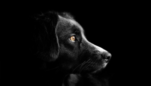 cachorros-enxergar-preto-e-branco