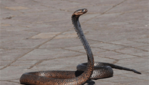 cobras-hipnotizam-suas-presas