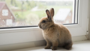 coelho-de-estimacao-o-que-voce-precisa-saber-antes-de-ter-um