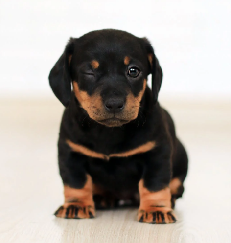 4 curiosidades sobre cachorros que vão te surpreender 3 curiosidades-sobre-cachorros