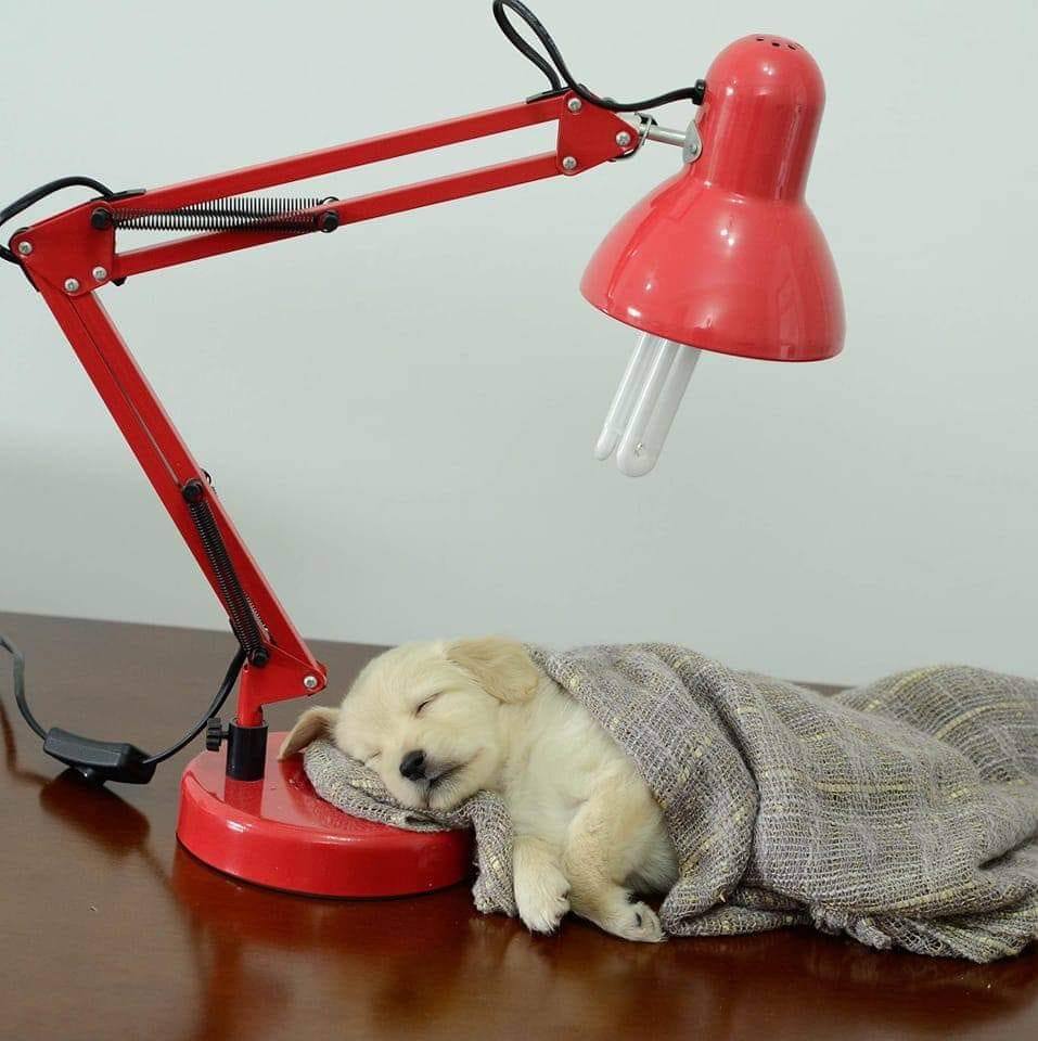 Dicionário Mundo Animal: Nosso Canal do WhatsApp!