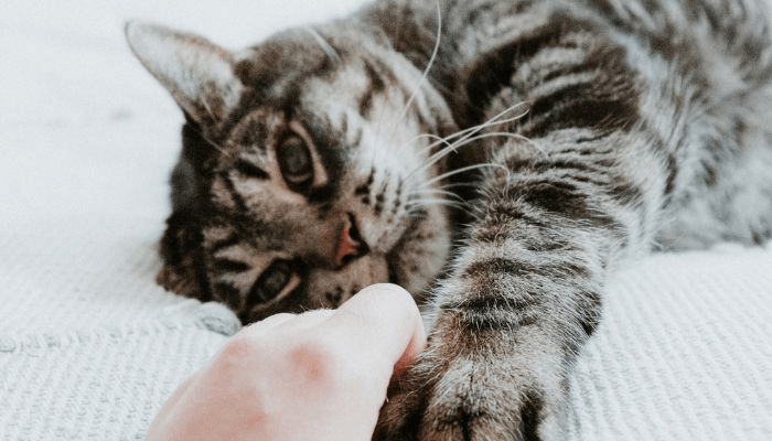 Por Que os Gatos Cheiram Nosso Rosto? Descubra Esse Comportamento Felino! 🐈 3 gato-estendendo-a-mao