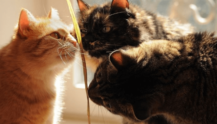 Por Que os Gatos Cheiram Nosso Rosto? Descubra Esse Comportamento Felino! 🐈 2 gatos-cheirando