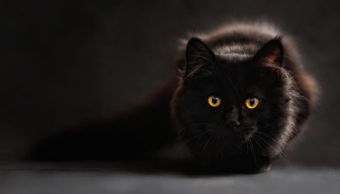 gatos-pretos-dao-azar