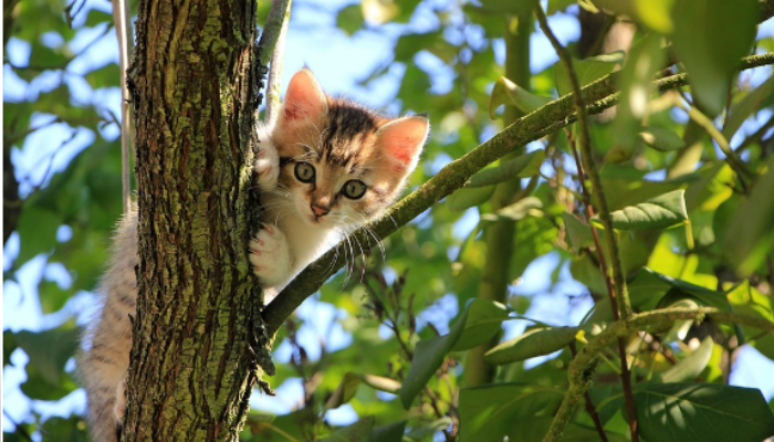 gatos-sempre-caem-em-pe