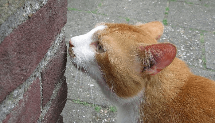 Por Que os Gatos Cheiram Nosso Rosto? Descubra Esse Comportamento Felino! 🐈 1 olfato-felino