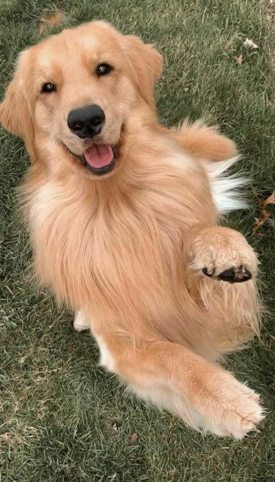 Você Sabe Qual é a Origem dos Cachorros? Descubra a Fascinante História por Trás de Nossos Leais Companheiros 1 origem-dos-cachorros-cahorro-fofo-dando-a-pata