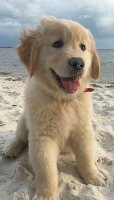 Você Sabe Qual é a Origem dos Cachorros? Descubra a Fascinante História por Trás de Nossos Leais Companheiros 2 origem-dos-cachorros-cahorro-fofo