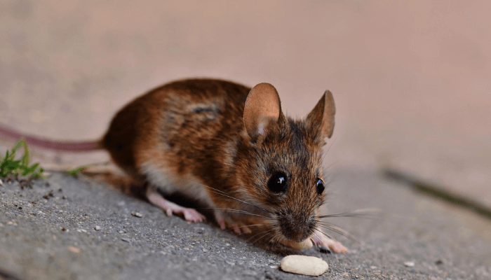 ratos-gostam-mesmo-de-queijo