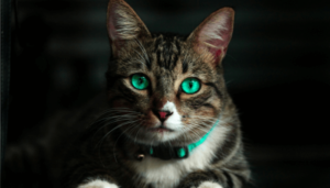 4-curiosidades-sobre-gatos