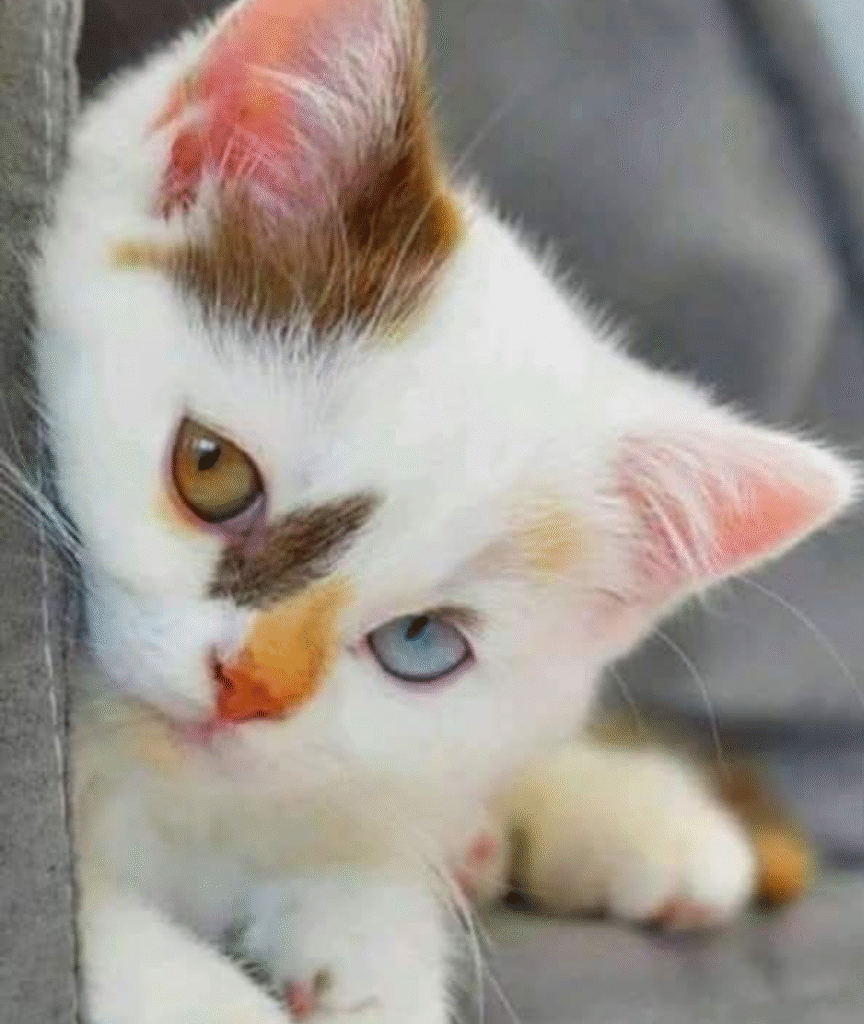 O Gato dos Dois Olhares