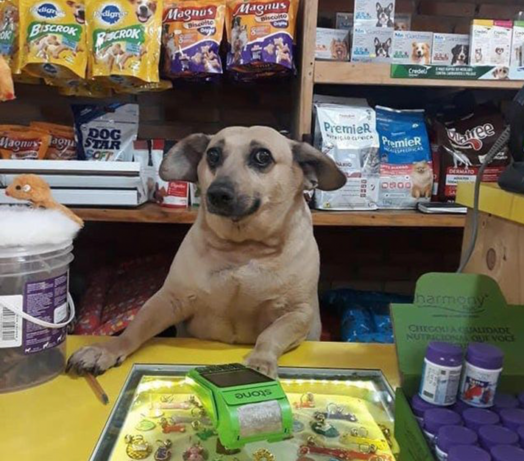 Ele só queria um petisco... e acabou gerente! 1 gerente-cachorro-imagem-viral