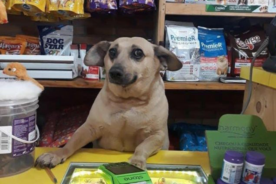 gerente-cachorro-imagem-viral