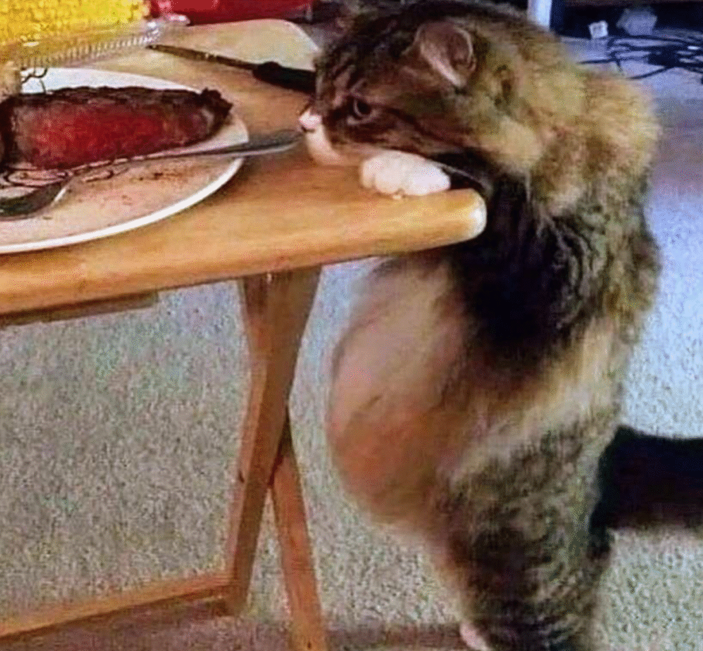 O Gato Gourmet: A Tristeza de um Chef Não Convidado 1 gato-gourmet-rouba-jantar