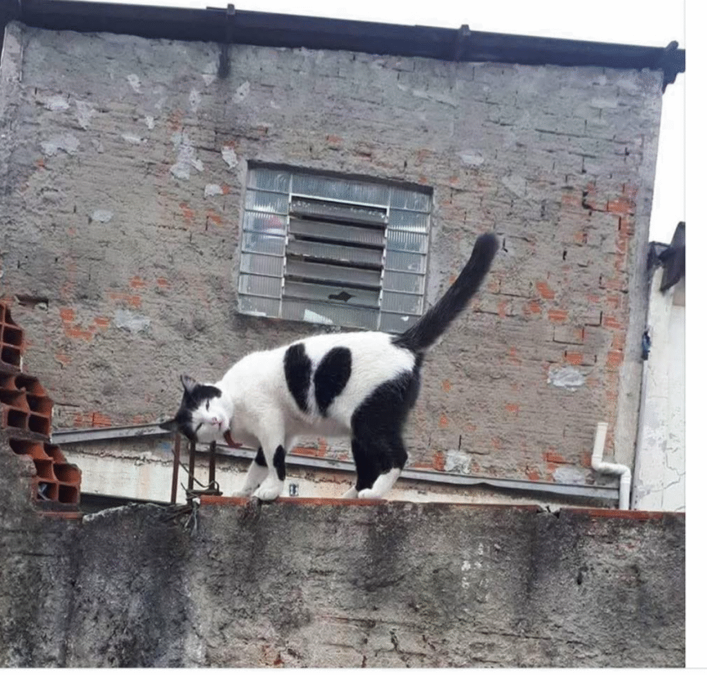 O Gato Panda e a Profecia do Muro Cinza 1 gato-panda-profecia-do-muro