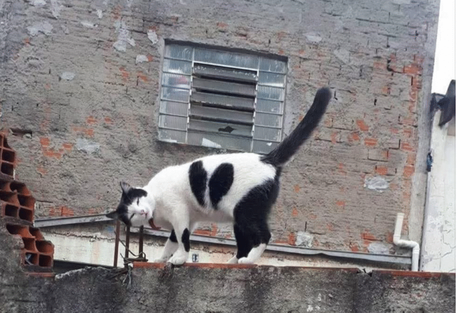 gato-panda-profecia-do-muro