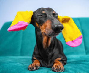 quando-o-salsichinha-resolve-lancar-moda