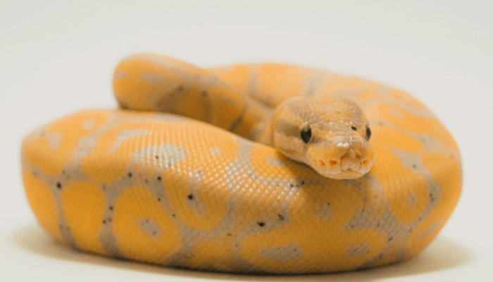 Serpentes