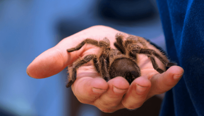 4 animais exóticos ou silvestres que você pode ter como pet 2 Tarântula
