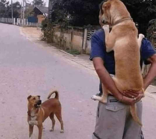 Cão "corajoso" pede colo ao ver cachorro menor e vira piada na internet! 1 a-coragem-é-pequena