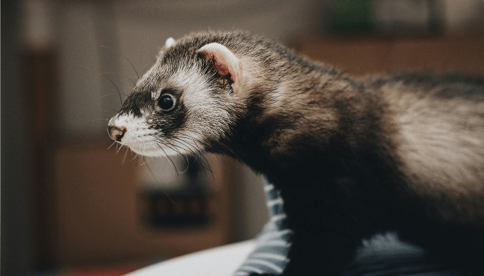 4 animais exóticos ou silvestres que você pode ter como pet 3 animal