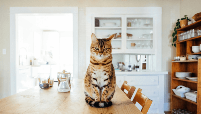 Linguagem dos gatos: observe esses 5 sinais para entender os felinos 3 conhece-a-linguagem-dos-gatos
