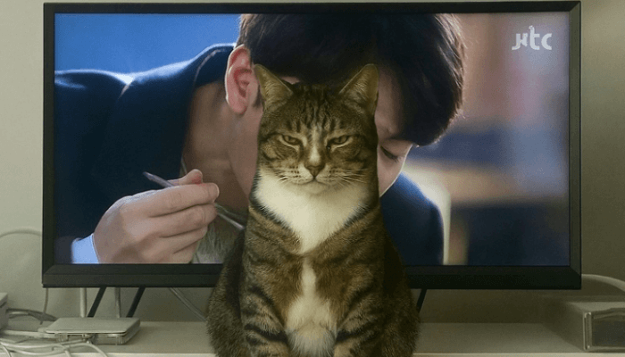 gato-devorado-na-tv