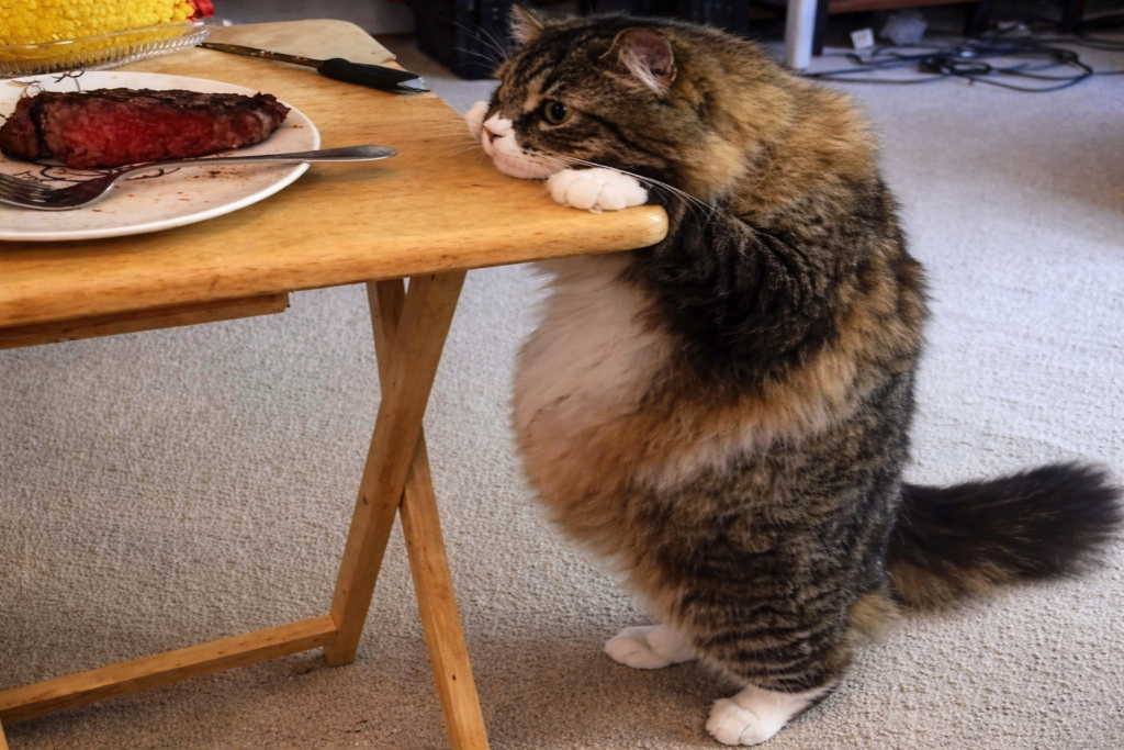 O Gato Gourmet: A Tristeza de um Chef Não Convidado