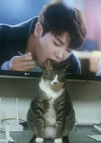 Ele achou que era só mais uma foto do gato… até olhar para a TV! 1 gato