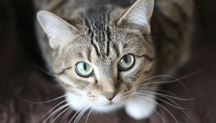 gatos-podem-viver-mais-do-que-você-imagina