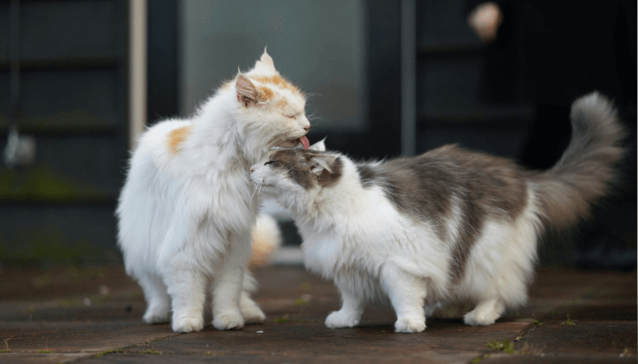 Linguagem dos gatos: observe esses 5 sinais para entender os felinos 2 lambida-de-gatos