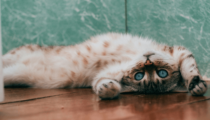 linguagem-dos-gatos