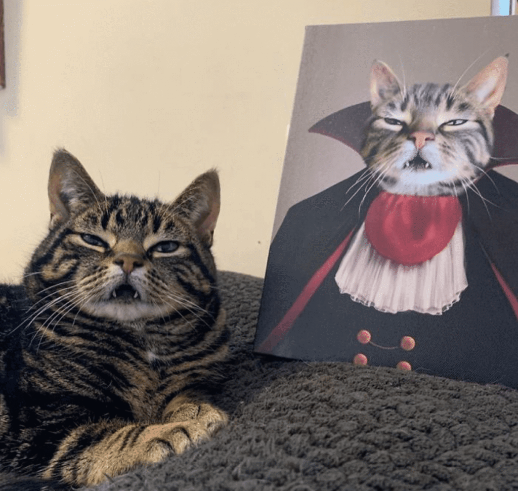 O Conde Gato: O Felino Que Virou Lenda 1 o conde gato