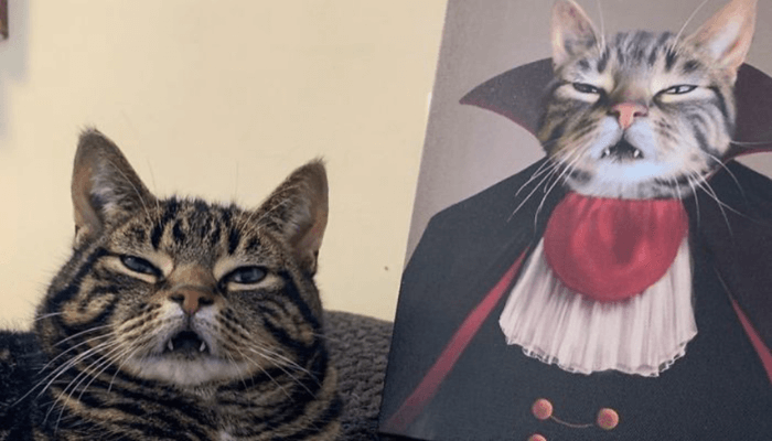 o conde gato