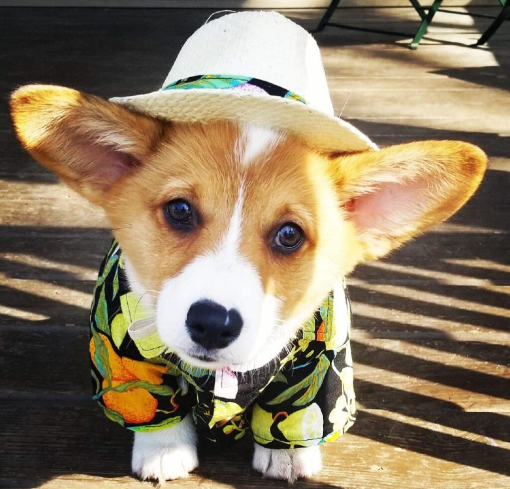 Corgi Estiloso no Paraíso Tropical: A História que Viralizou