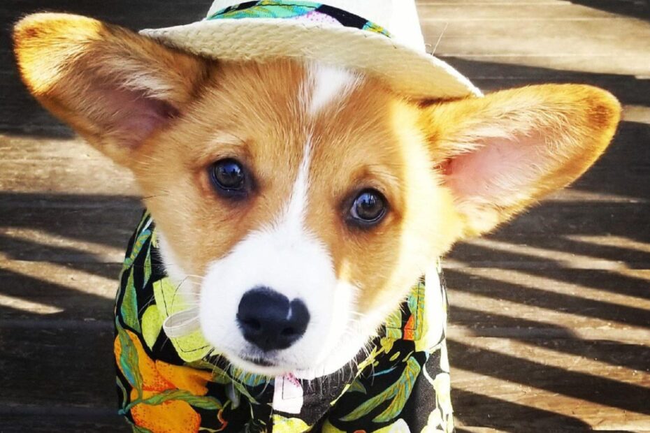 corgi-estiloso-no-paraiso-tropical-a-historia-que-viralizou