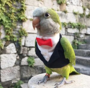 O Papagaio Estiloso que Virou Celebridade no Casamento Real 1 IMG 20250506 WA0004