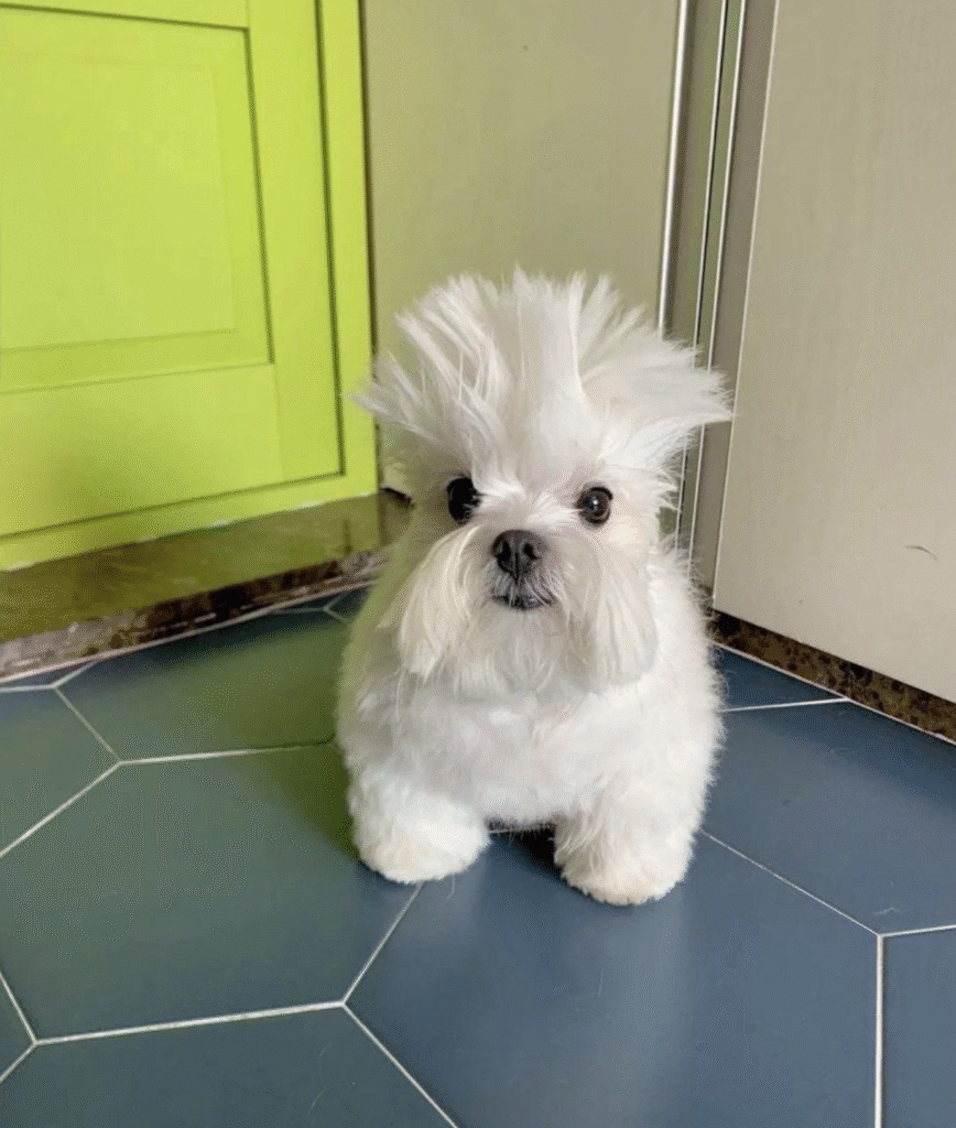 O Cachorro Rock Star Que Viralizou Sem Querer 1 cachorro-penteado-rock-imagem-viral