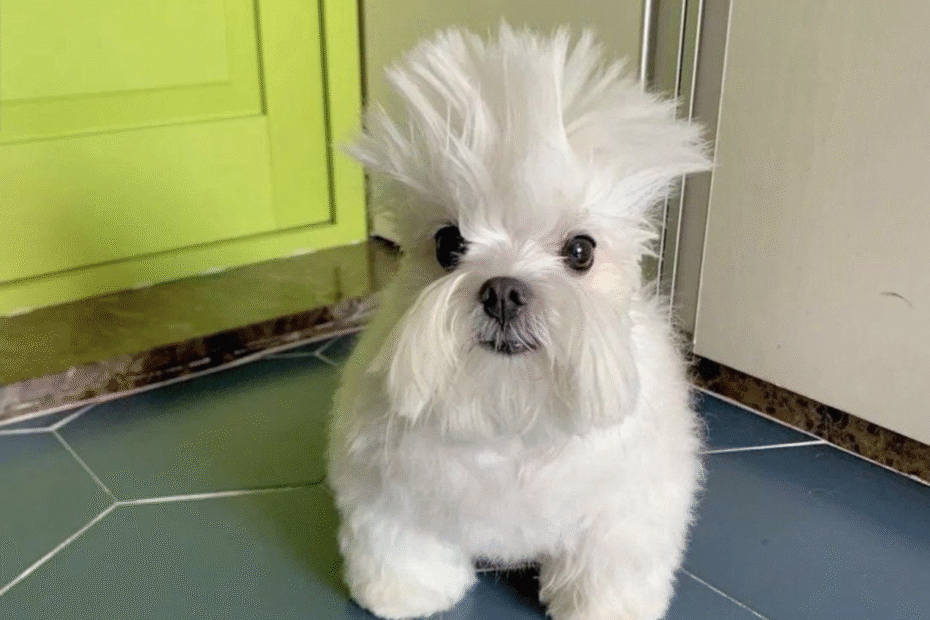 cachorro-penteado-rock-imagem-viral