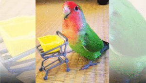 o-papagaio-consumista-a-jornada-mais-fofa-da-internet