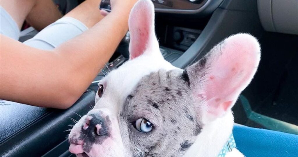 O buldogue de olho azul que interrompeu a viagem no semáforo