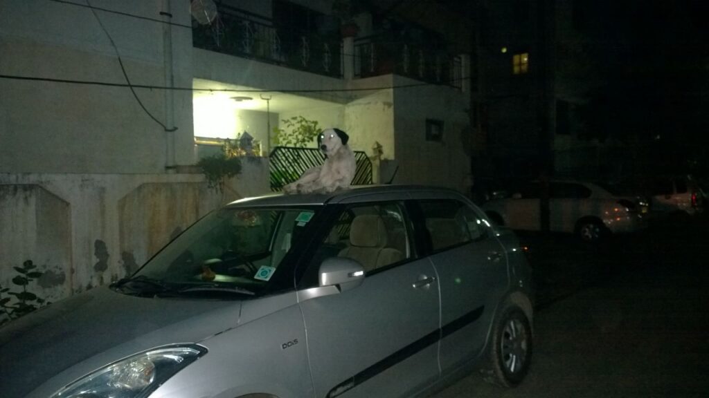 Cachorro enxerga só em preto e branco? O que a ciência já provou