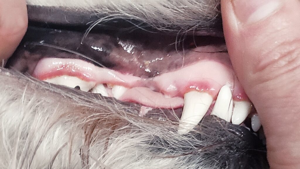 Como escovar os dentes do cachorro sem estresse: passo a passo simples
