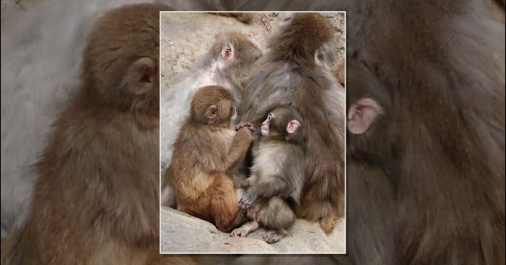 Os filhotes de macaco que bateram as mãos e mudaram a toca